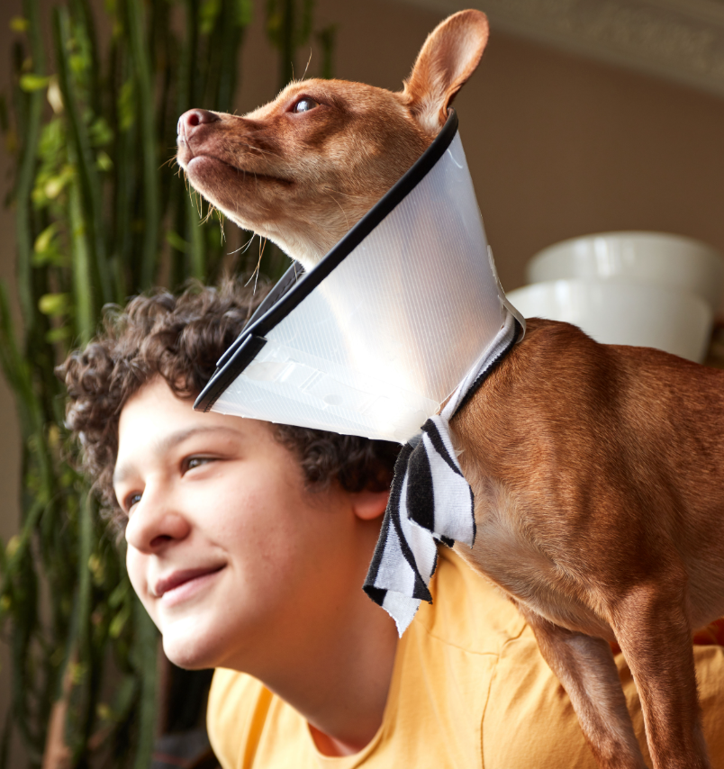 Sun City West Animal Hospital